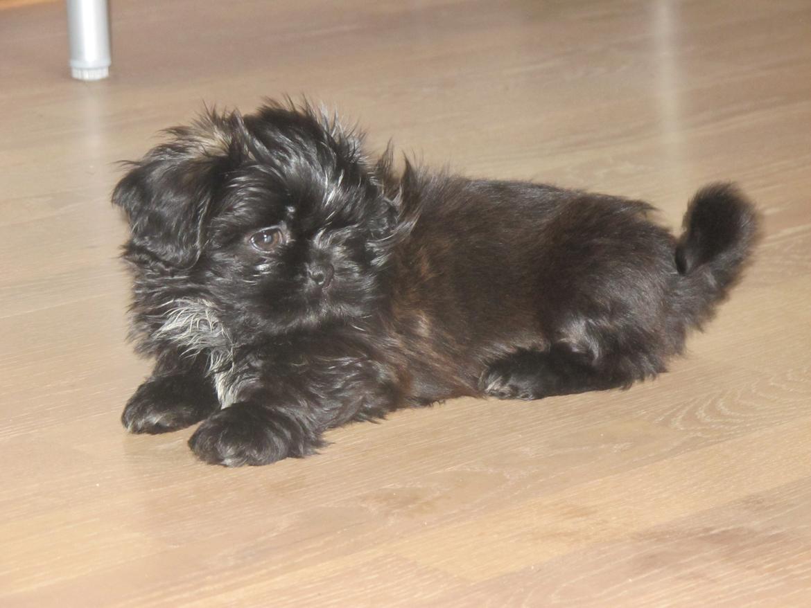 Shih tzu Hr. Vimse billede 13