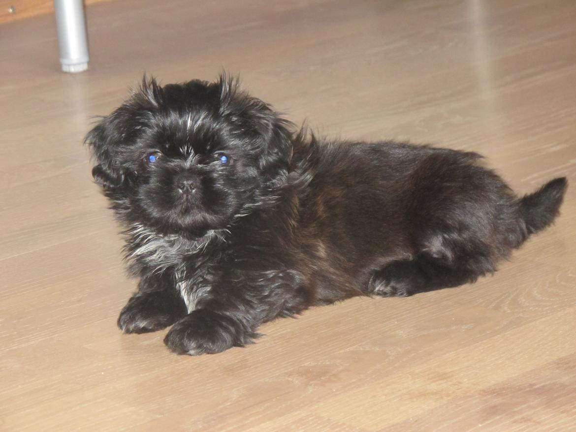 Shih tzu Hr. Vimse billede 14