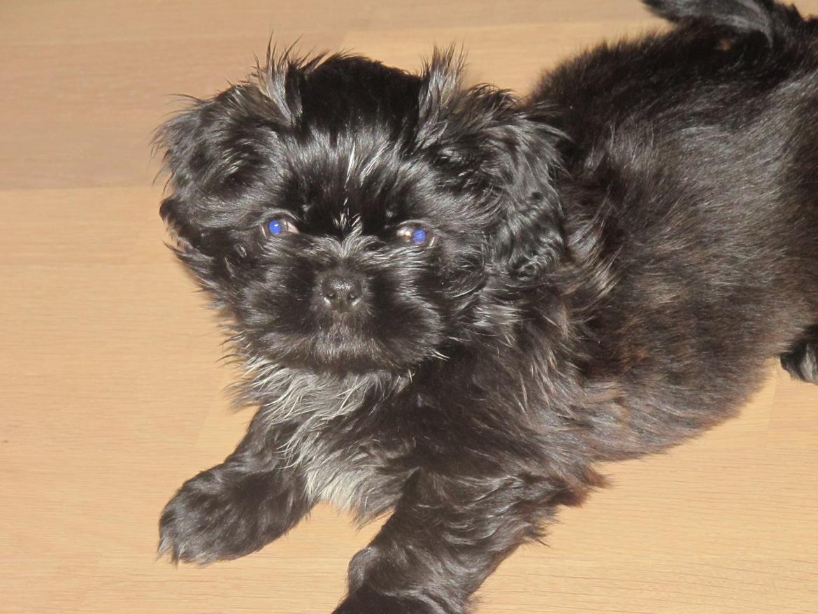 Shih tzu Hr. Vimse billede 15