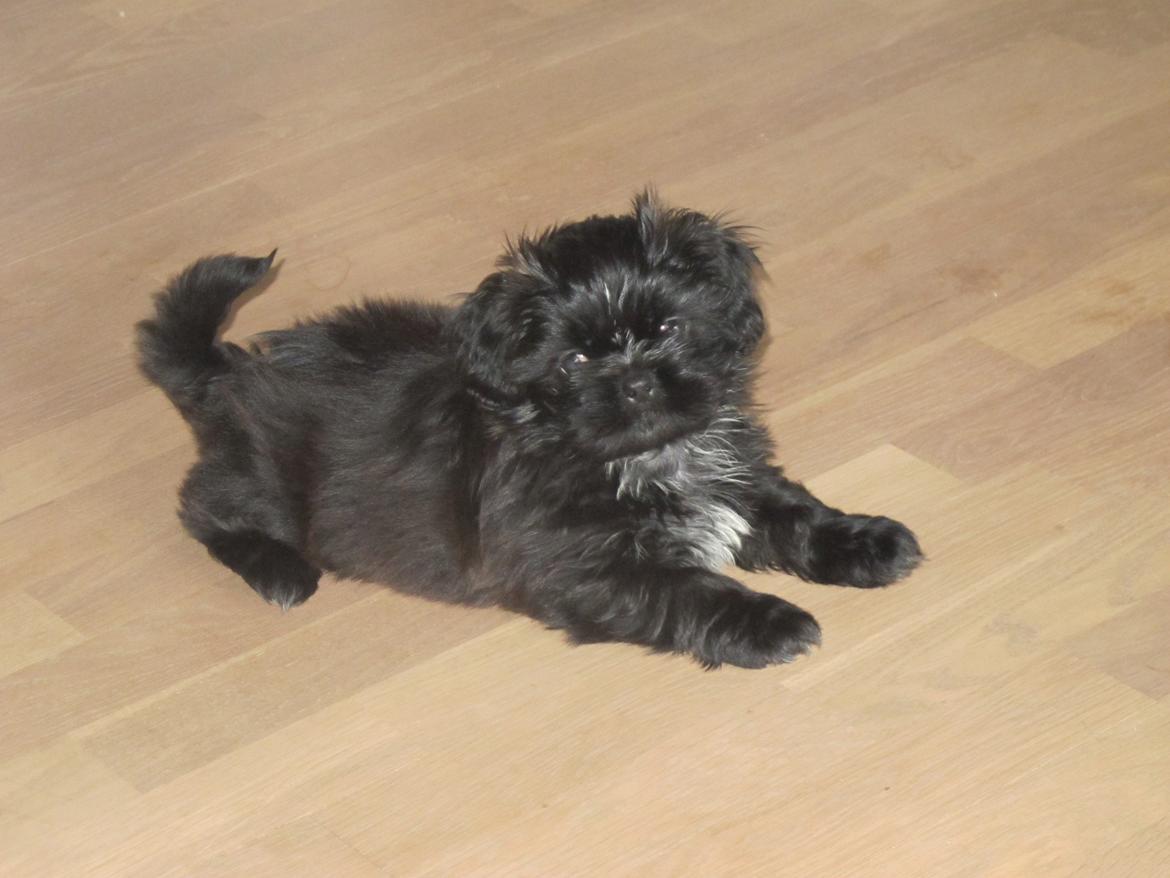 Shih tzu Hr. Vimse billede 16