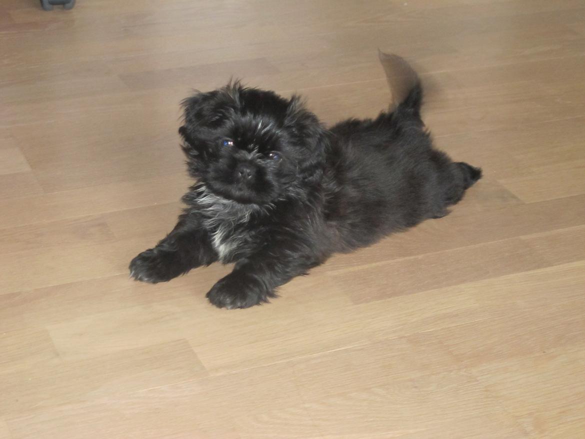 Shih tzu Hr. Vimse billede 17