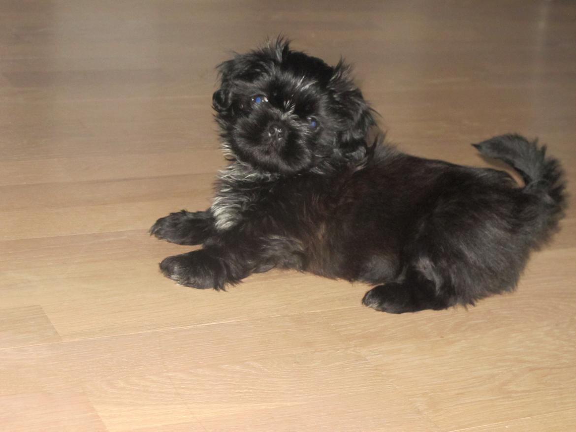 Shih tzu Hr. Vimse billede 18
