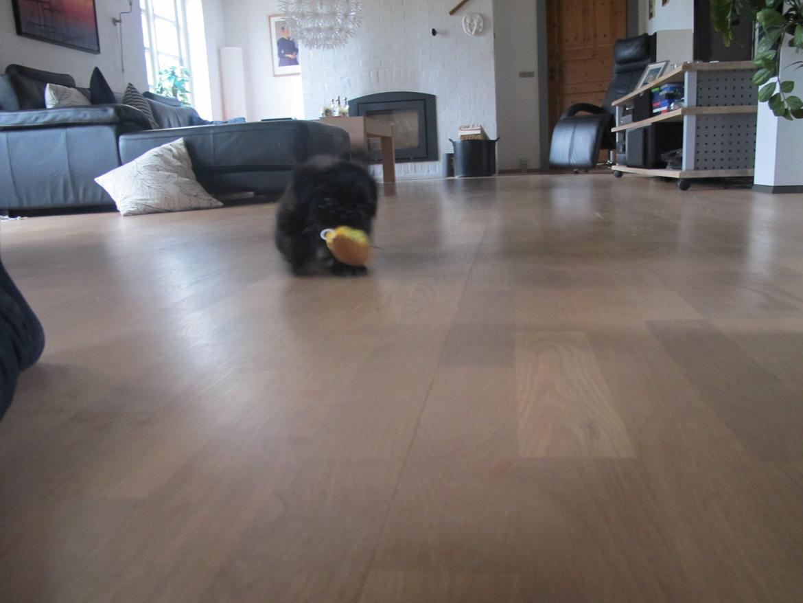 Shih tzu Hr. Vimse billede 19