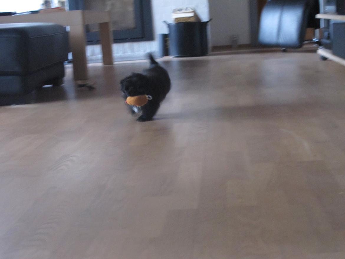 Shih tzu Hr. Vimse billede 20