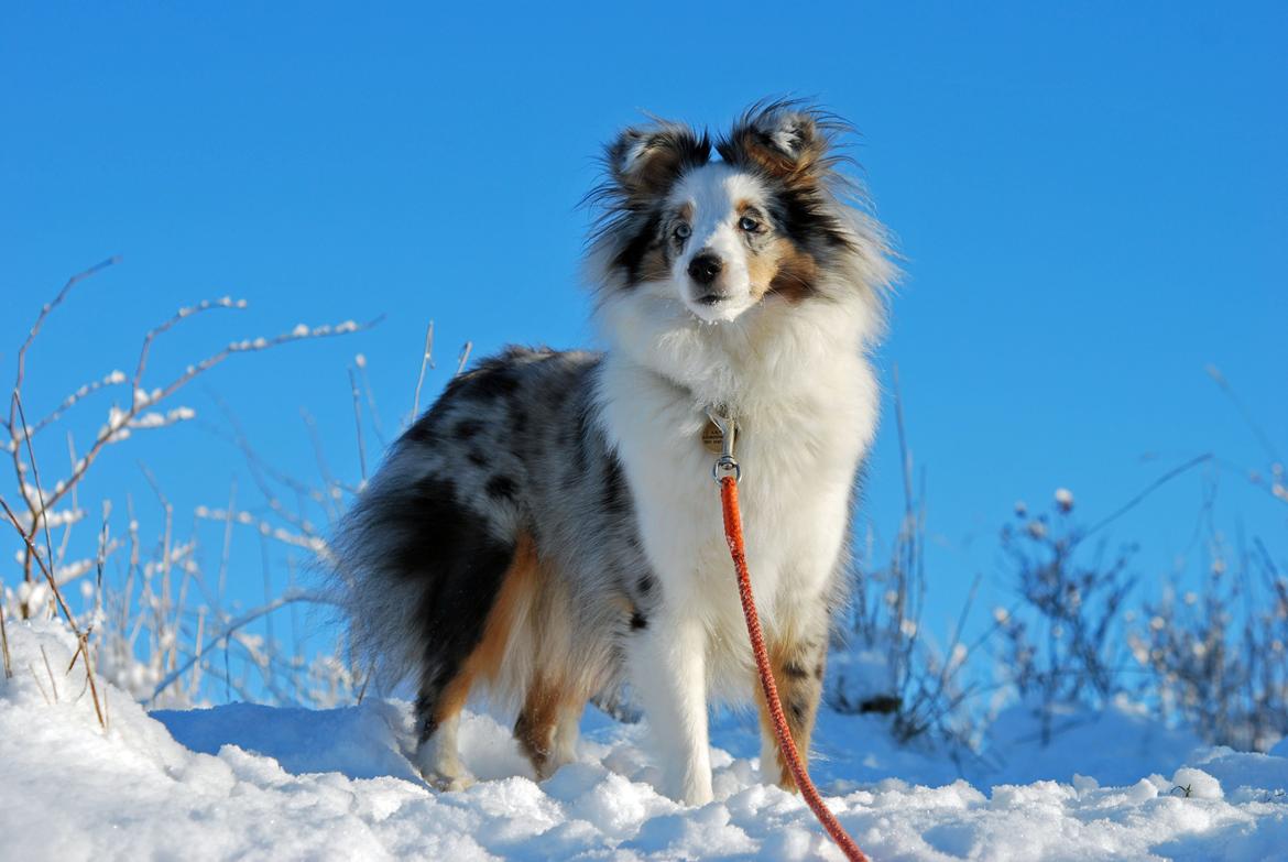 Shetland sheepdog Mejse billede 10