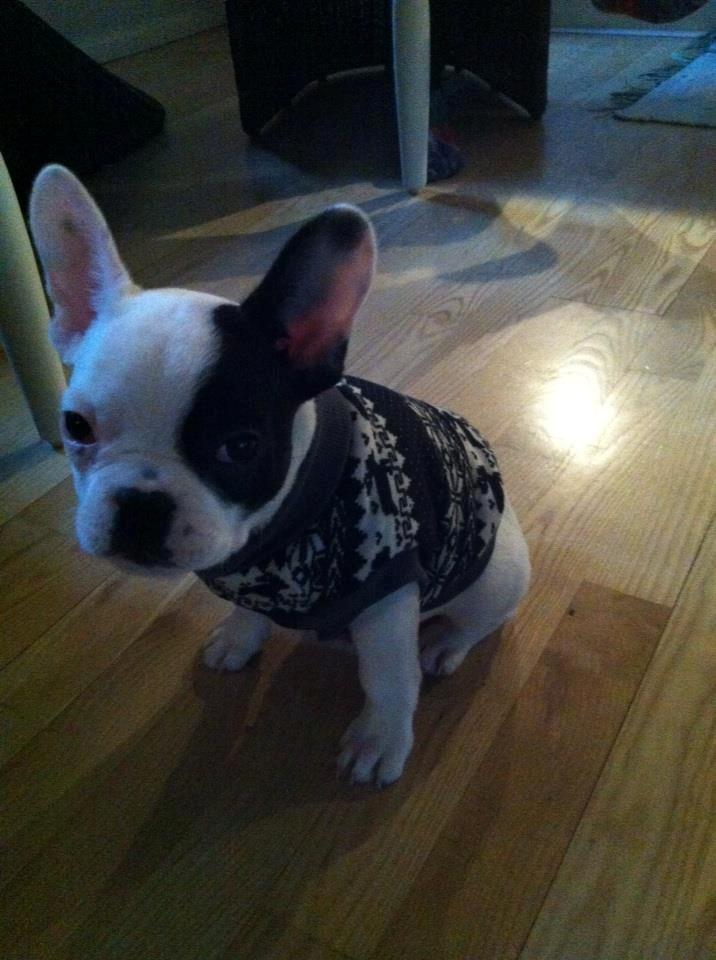 Fransk bulldog Messi billede 3