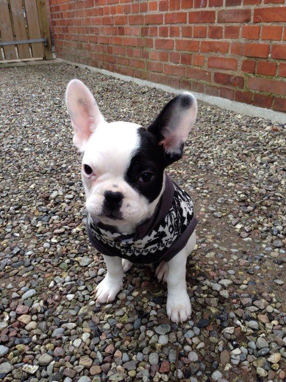 Fransk bulldog Messi billede 2