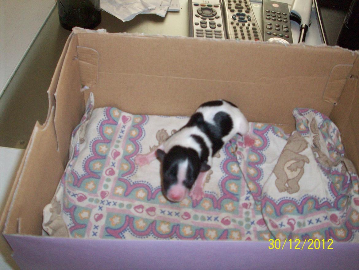 Blanding af racer Kani billede 1