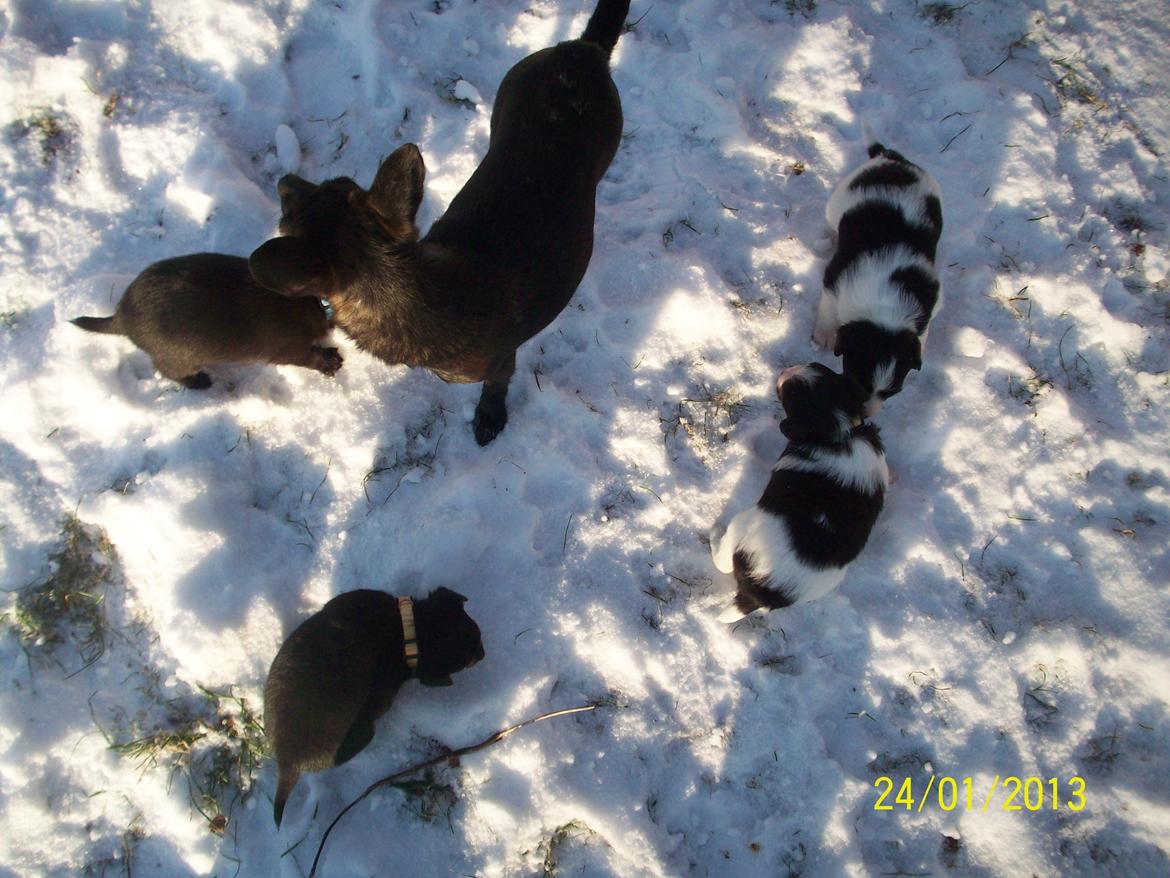 Blanding af racer Kani - første tur ude. billede 2