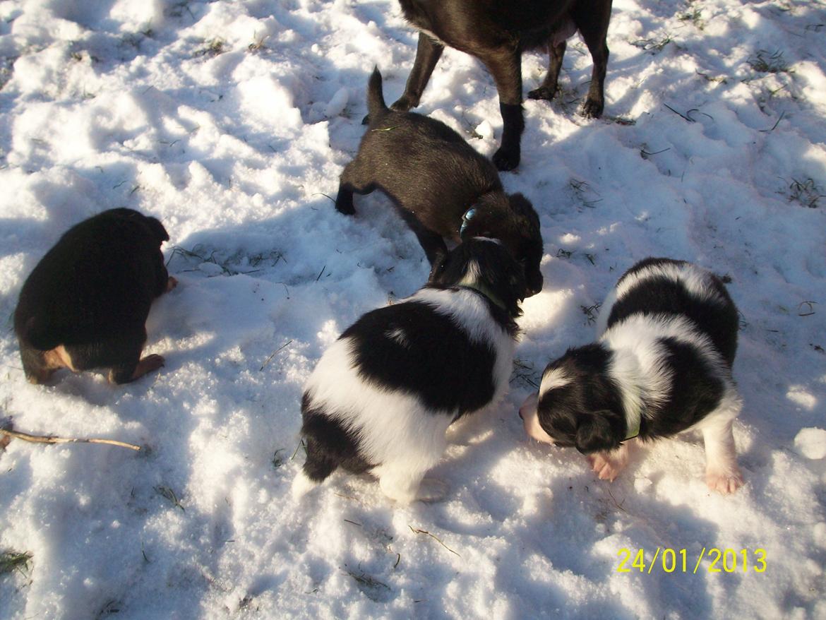 Blanding af racer Kani - første tur ude. billede 3