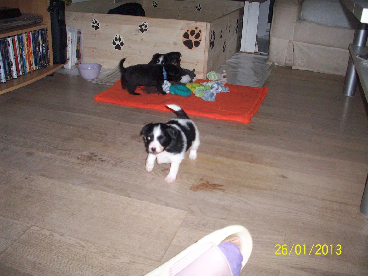 Blanding af racer Kani billede 4