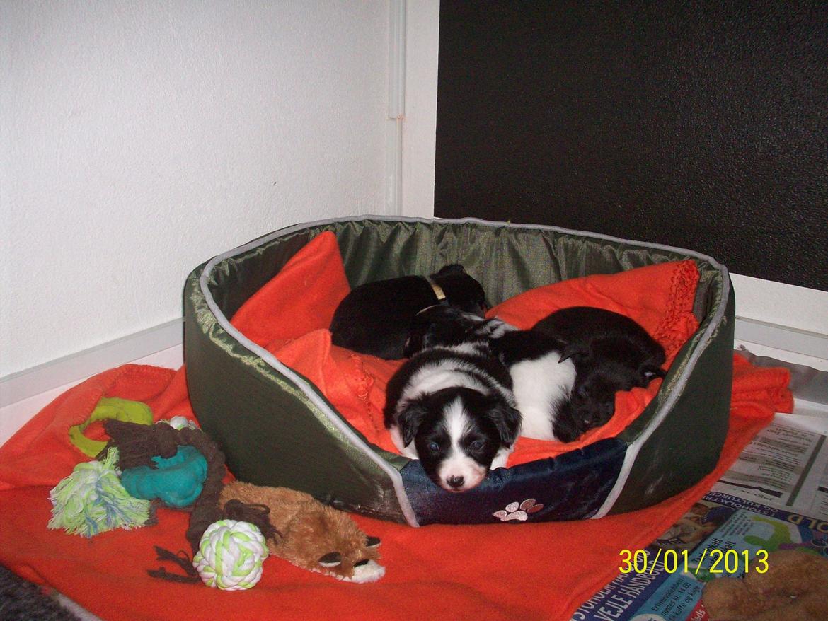 Blanding af racer Kani billede 5