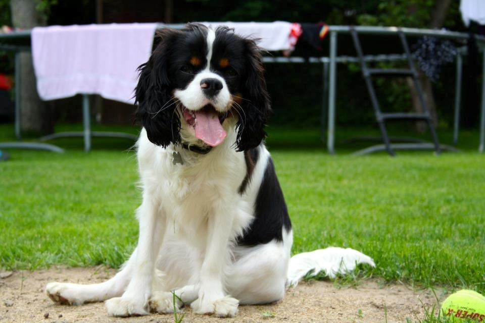 Cavalier king charles spaniel Charly <3 146316 - Velkkomen til Charlys profil! :) Giv meget gerne en bedømmelse, og en kommentar! :) Sommer 2012 <3 billede 1