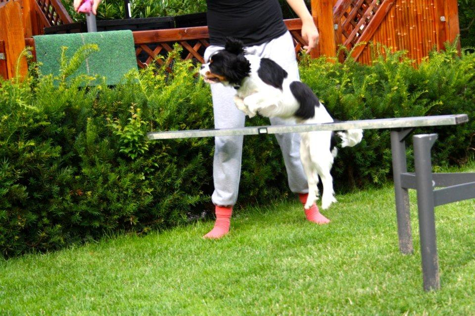 Cavalier king charles spaniel Charly <3 146316 - Min dygtige spring hund! sommer 2012<3 billede 17