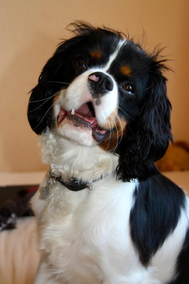 Cavalier king charles spaniel Charly <3 146316 - Hehe hans øre hår er meget korte! :) Sommer 2012<3 billede 11
