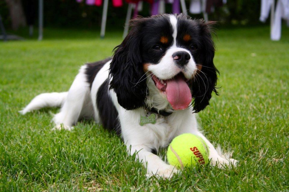 Cavalier king charles spaniel Charly <3 146316 - Charly som nyder sommeren! sommer 2012<3 billede 7