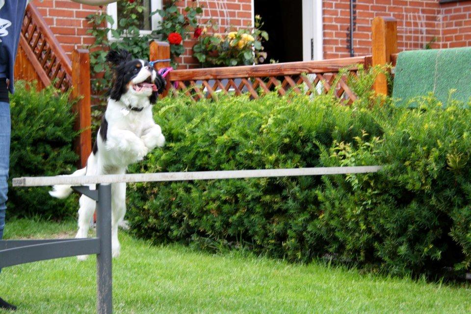 Cavalier king charles spaniel Charly <3 146316 - Hop! Sommer 2012<3 billede 24