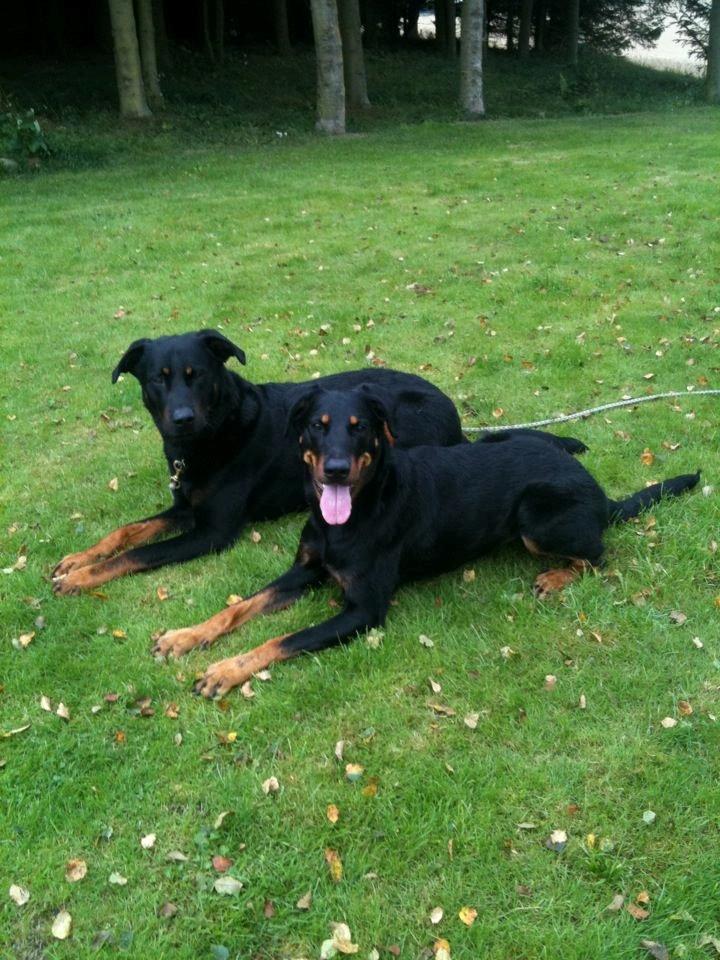Beauceron Blackbossy`s Apachetåre ( Aslan) - Far Ekim bagest 
Mor Yappi billede 7