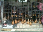 Beauceron Blackbossy`s Apachetåre ( Aslan) - alle han søskende 7 uger ca.  billede 8