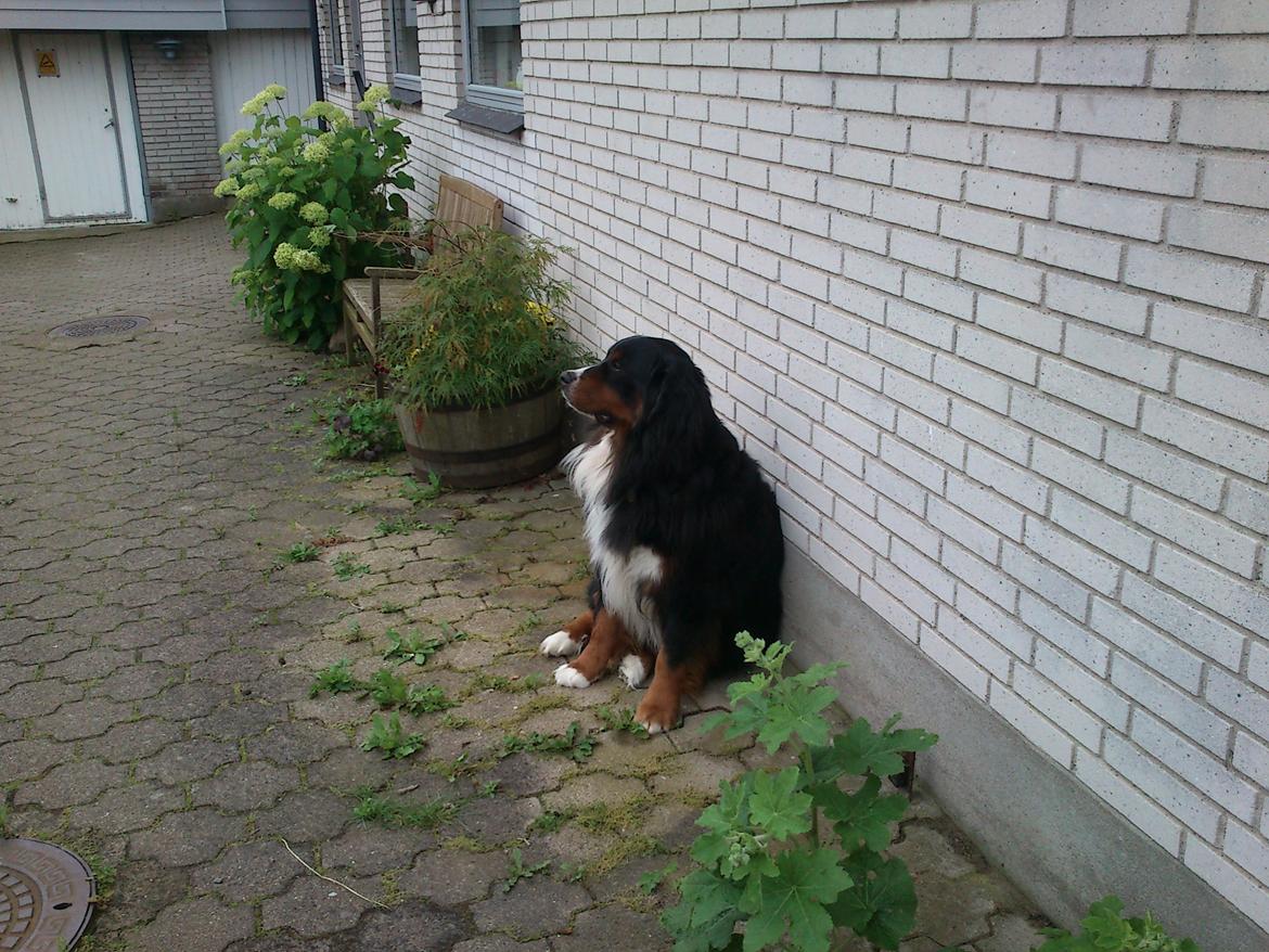 Berner sennenhund Astor billede 15