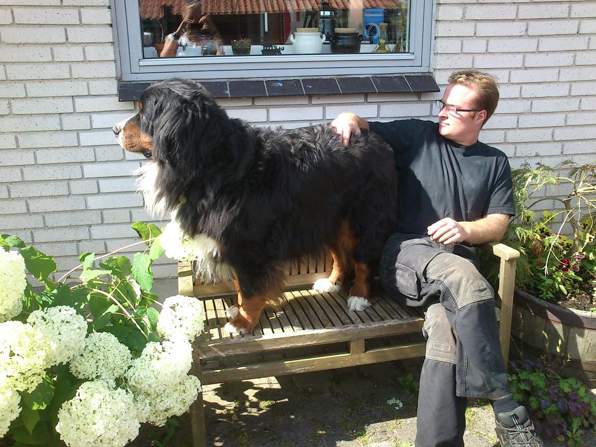 Berner sennenhund Astor billede 16