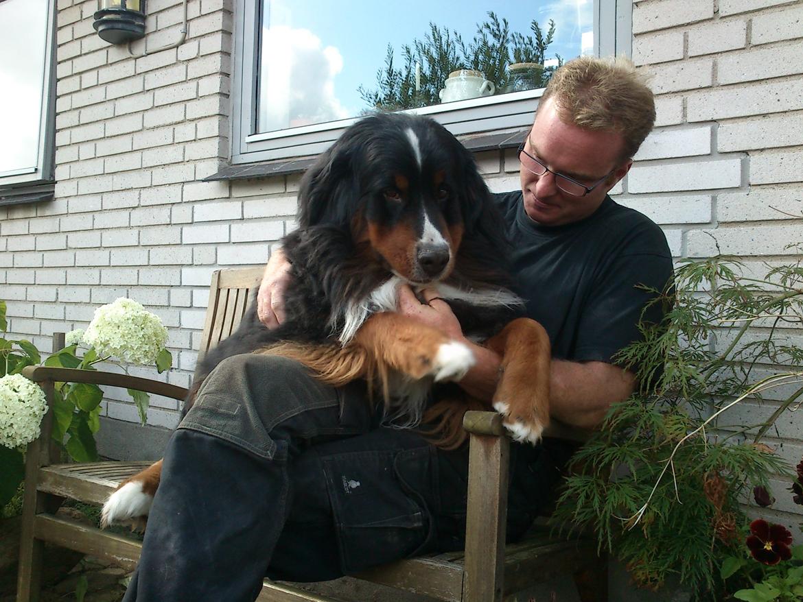 Berner sennenhund Astor billede 17