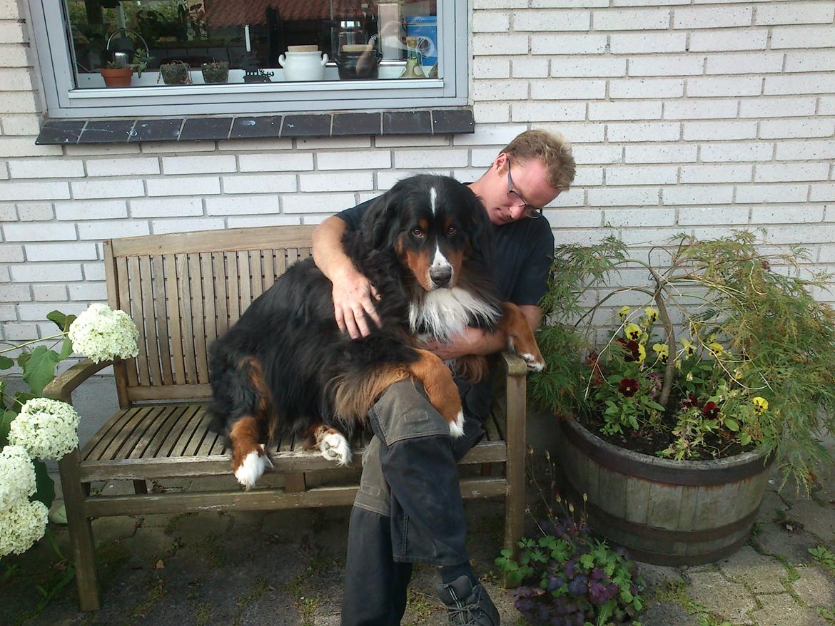 Berner sennenhund Astor billede 18