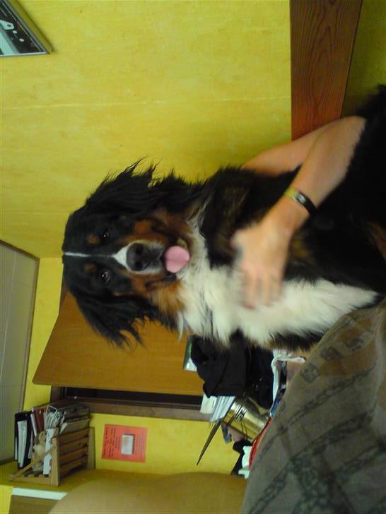 Berner sennenhund Astor billede 3