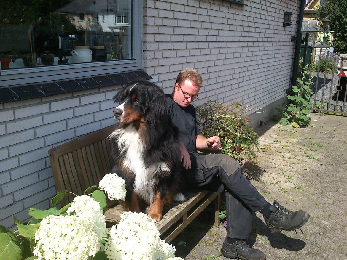 Berner sennenhund Astor billede 19