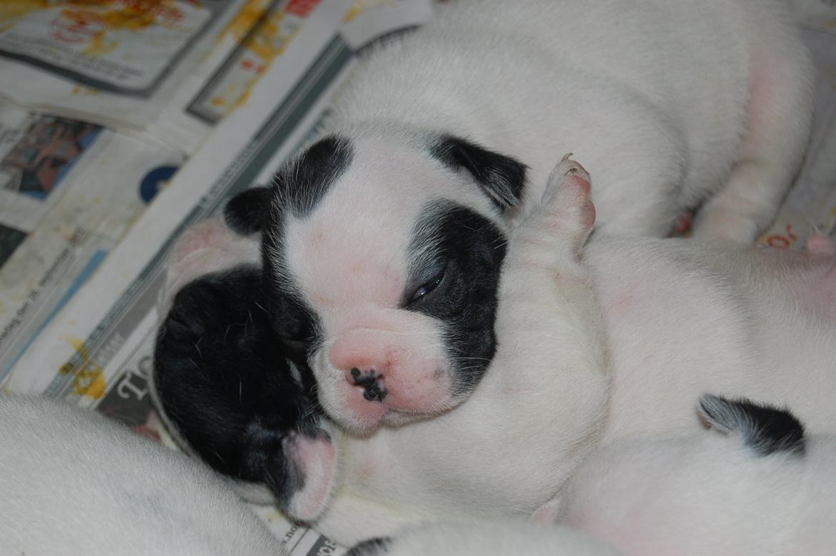 Fransk bulldog Denga billede 1