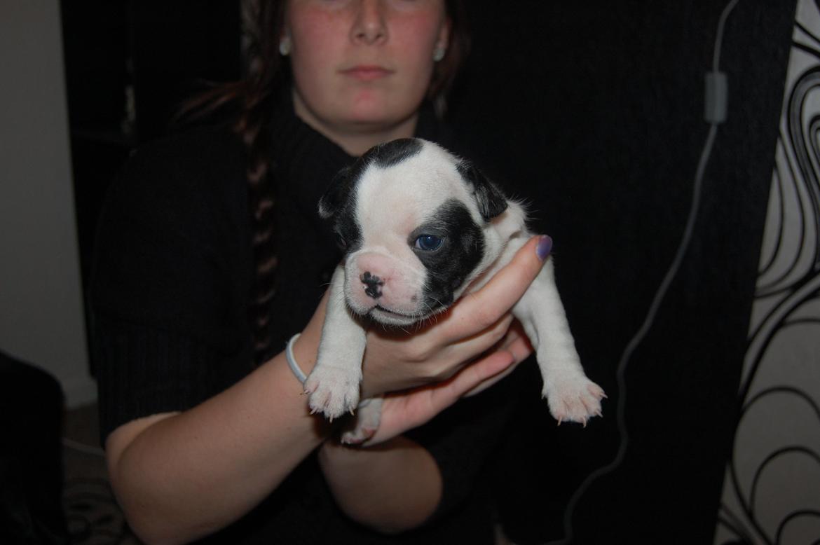 Fransk bulldog Denga billede 2