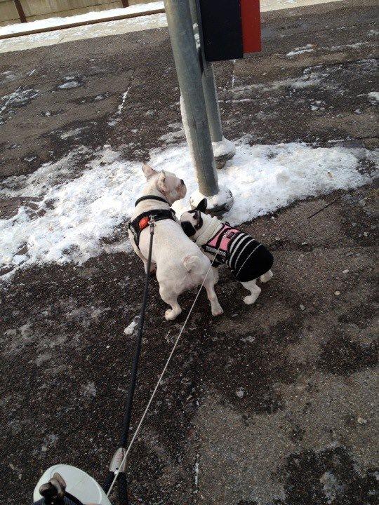 Fransk bulldog Denga billede 3