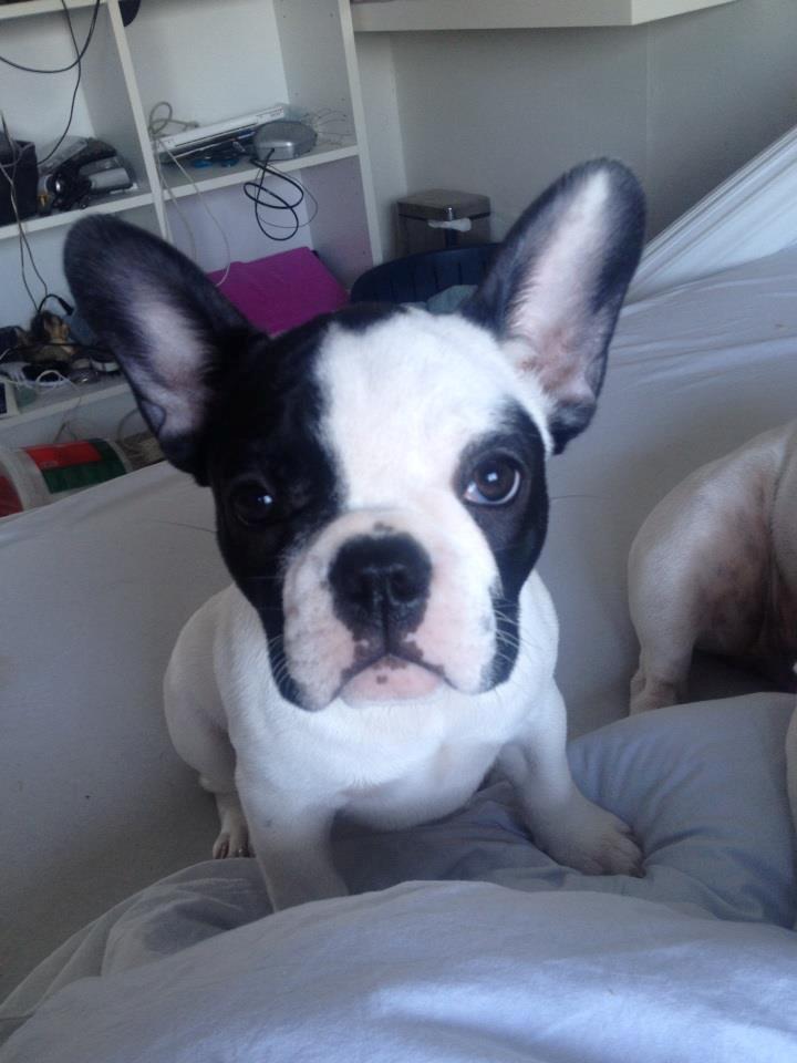 Fransk bulldog Denga billede 4