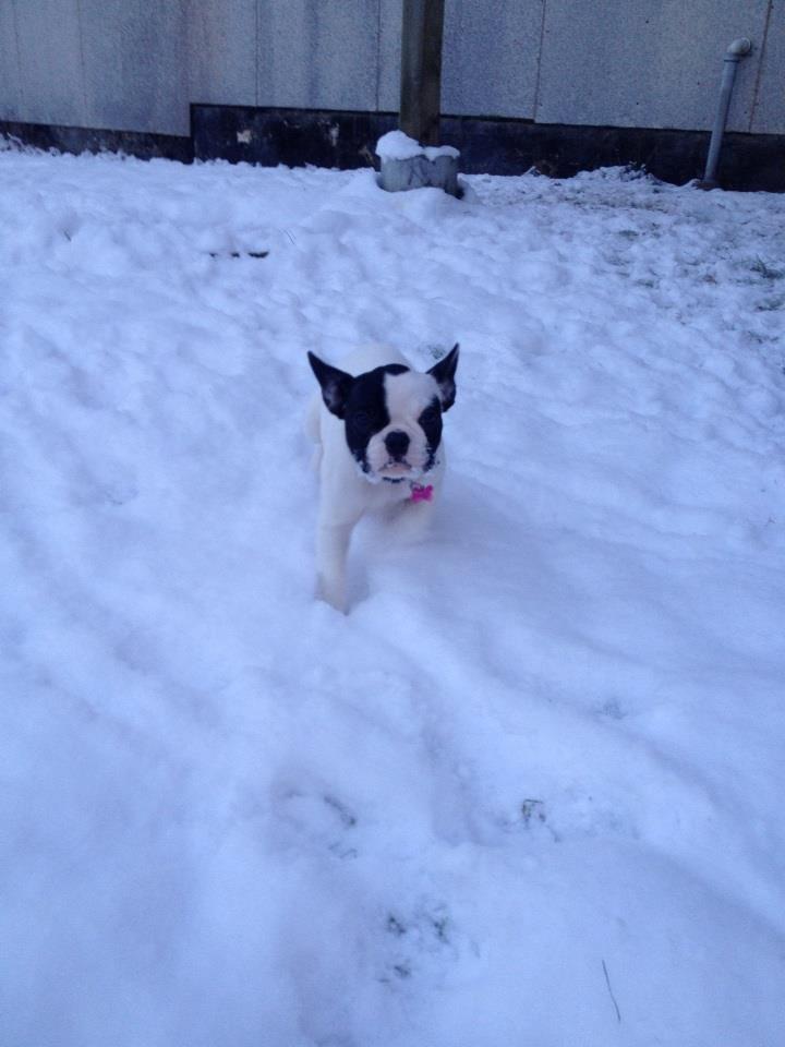 Fransk bulldog Denga billede 5