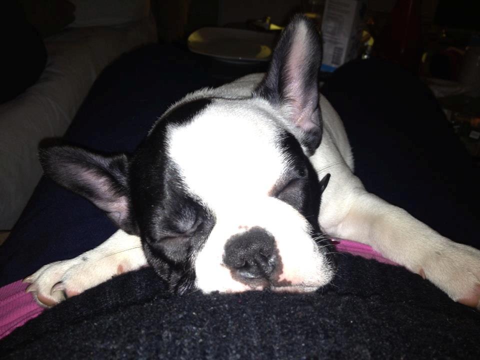 Fransk bulldog Denga billede 6