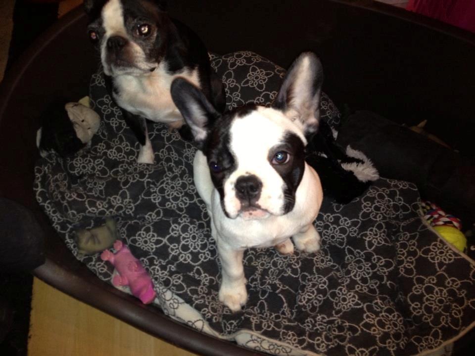 Fransk bulldog Denga billede 7