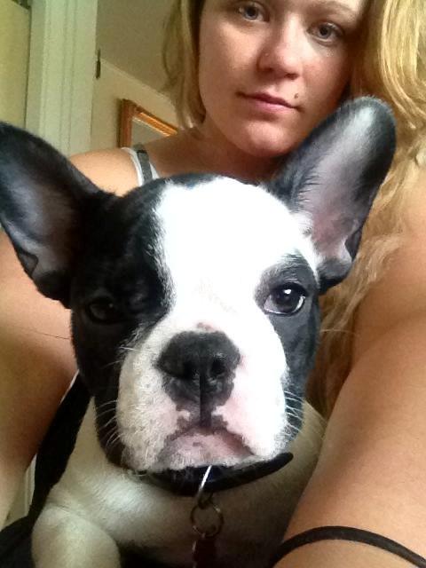 Fransk bulldog Denga billede 8