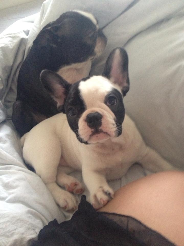 Fransk bulldog Denga billede 9