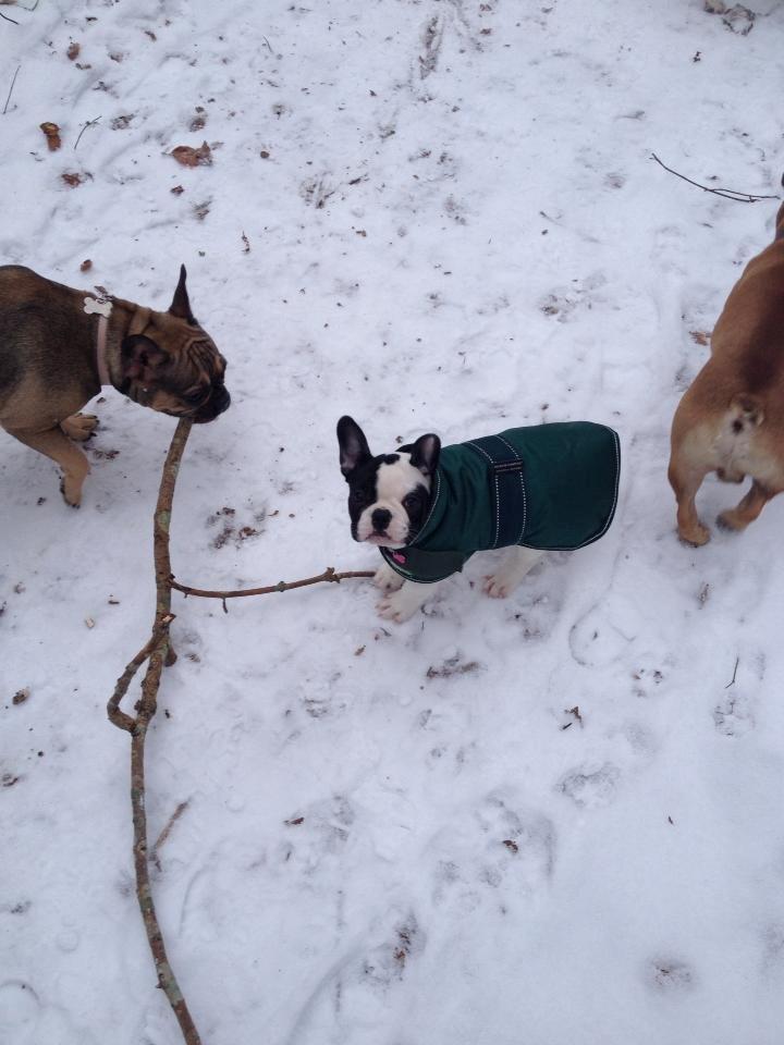 Fransk bulldog Denga billede 10