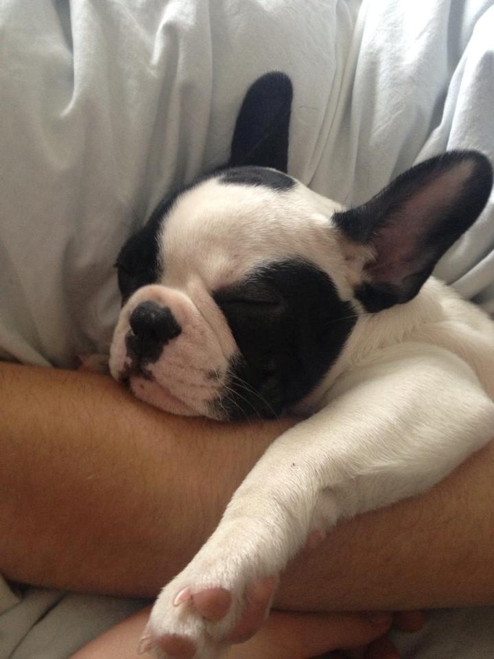 Fransk bulldog Denga billede 11