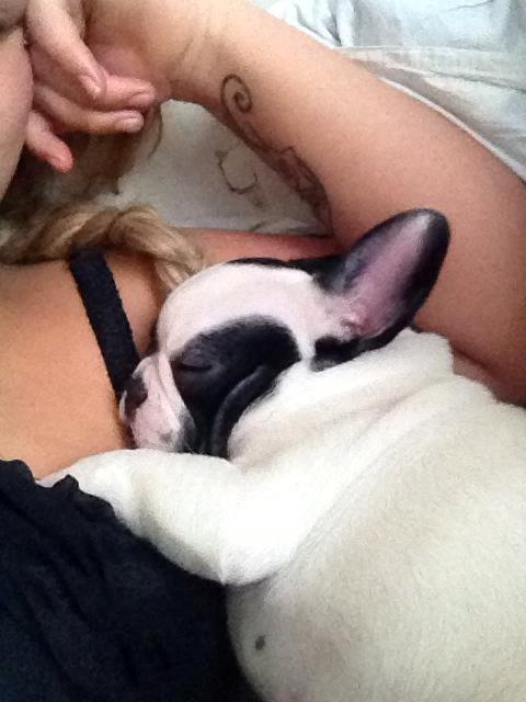 Fransk bulldog Denga billede 12