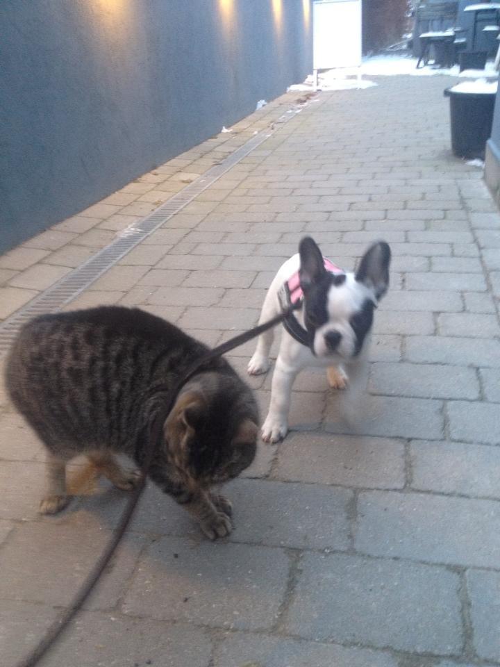 Fransk bulldog Denga billede 13