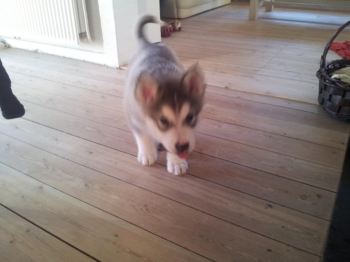 Alaskan malamute Balto billede 1