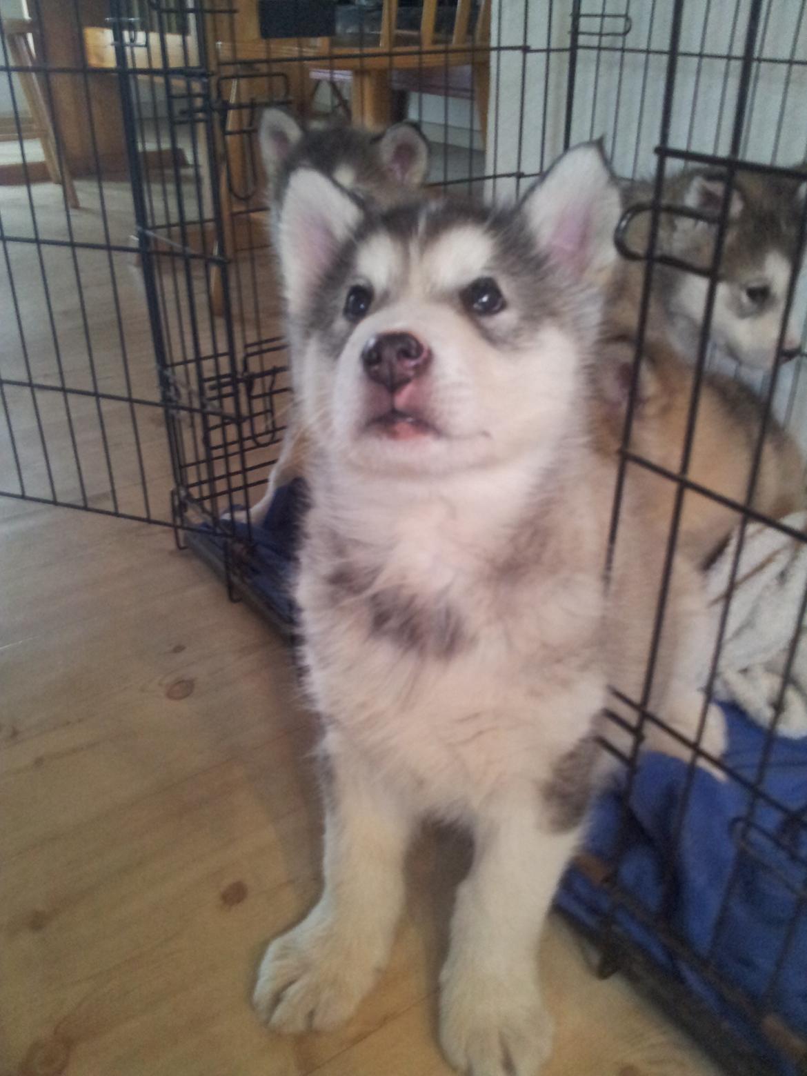 Alaskan malamute Balto billede 2