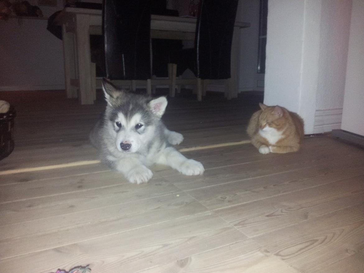 Alaskan malamute Balto billede 3