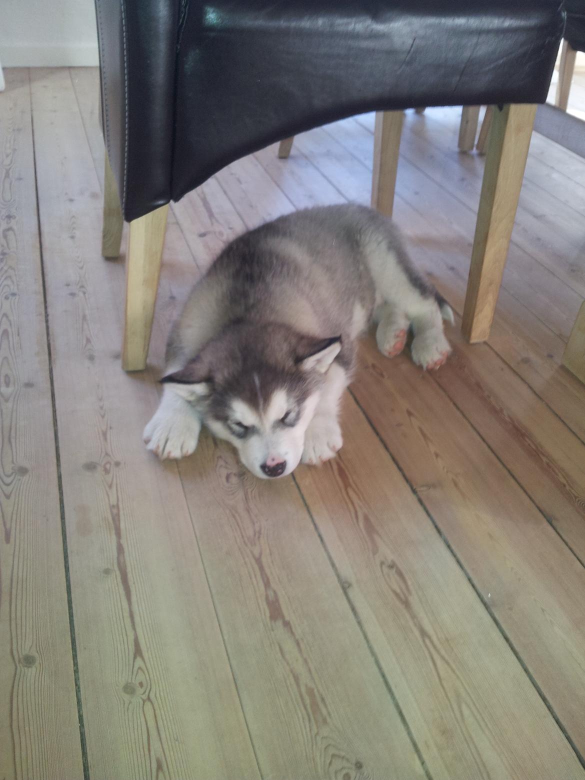 Alaskan malamute Balto billede 4