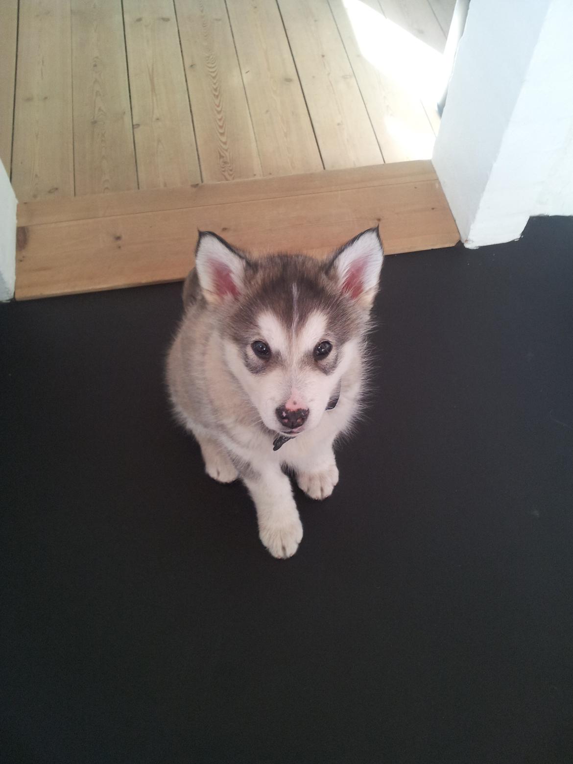 Alaskan malamute Balto billede 6