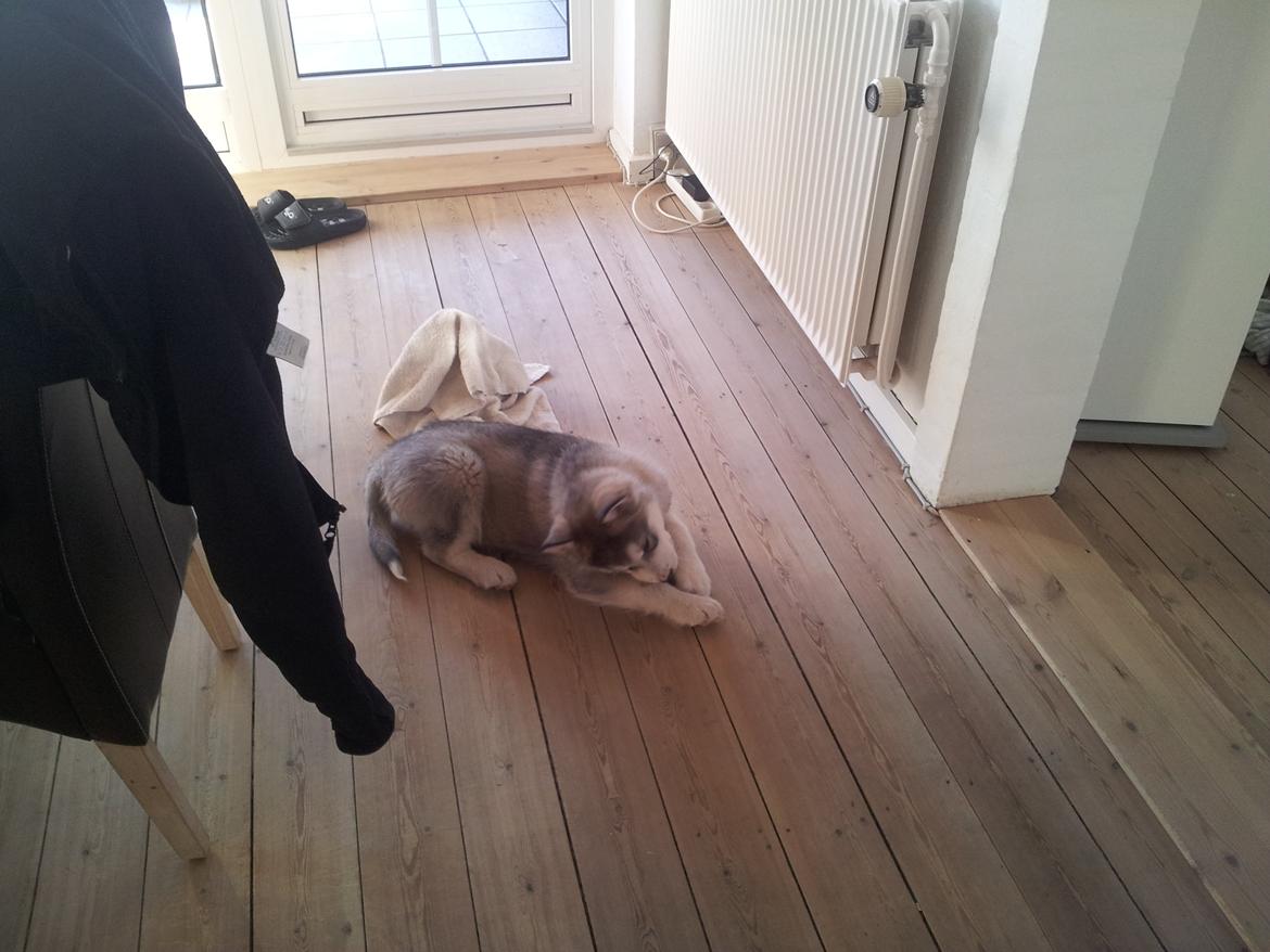 Alaskan malamute Balto billede 7