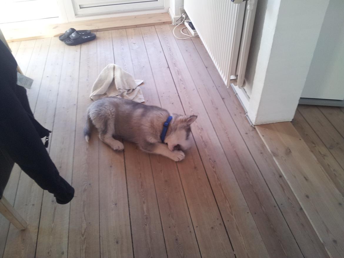 Alaskan malamute Balto billede 8