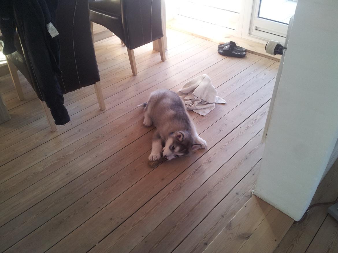 Alaskan malamute Balto billede 9